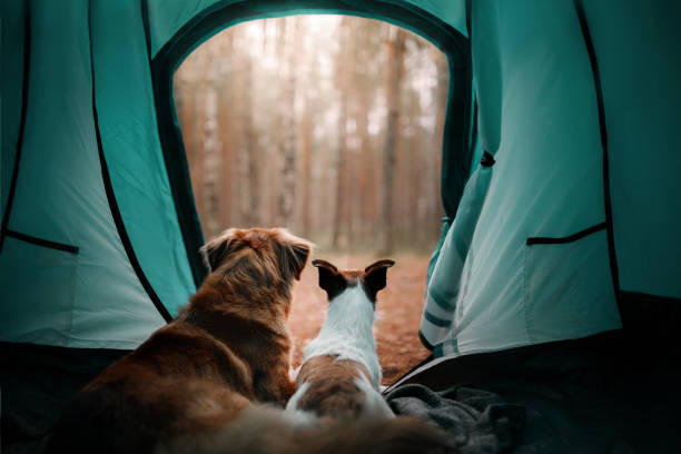 Papoose Pond Campground is a pet-friendly campground.
