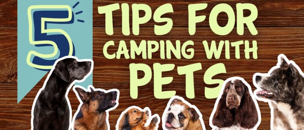 5 Tips for Camping With Pets Papoose Pond Campground and Cabins